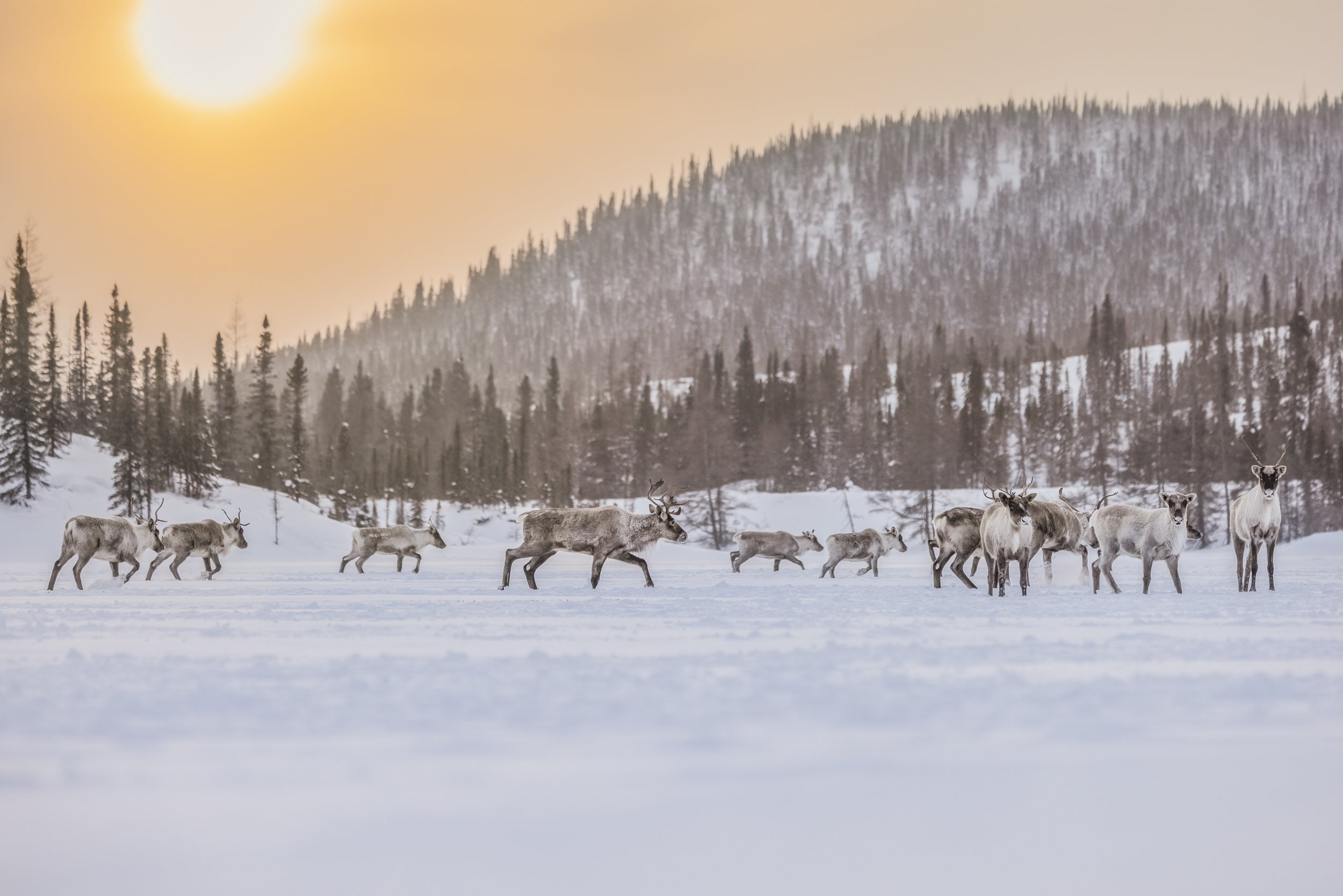 Migratory Caribou - Winter 107