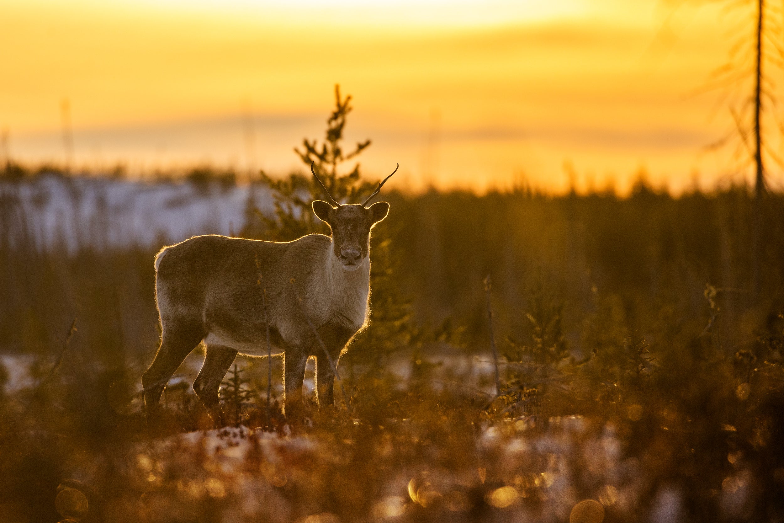 Migratory Caribou - Winter 011