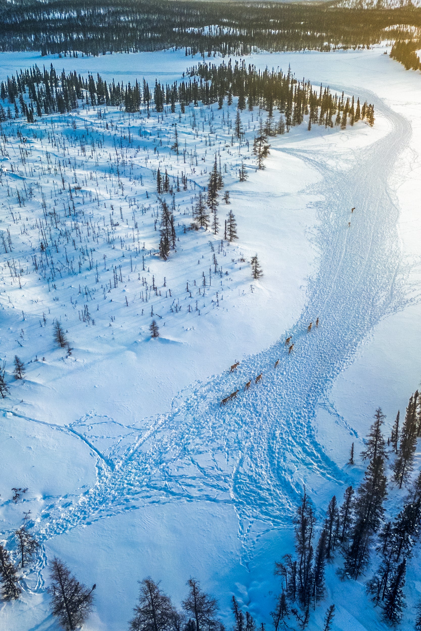 Migratory Caribou - Winter 110