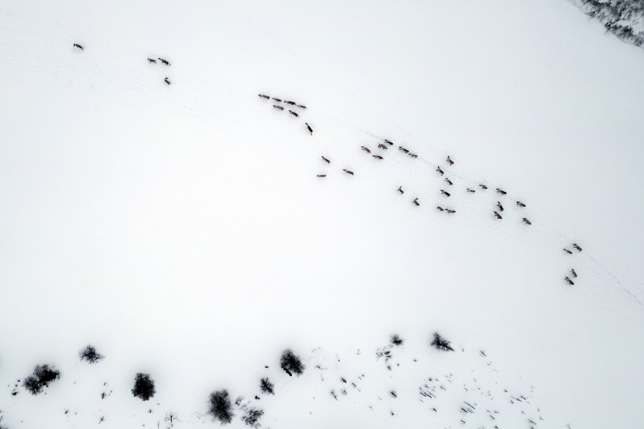 Caribou Tundra 112