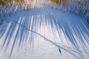 Migratory Caribou - Winter 113
