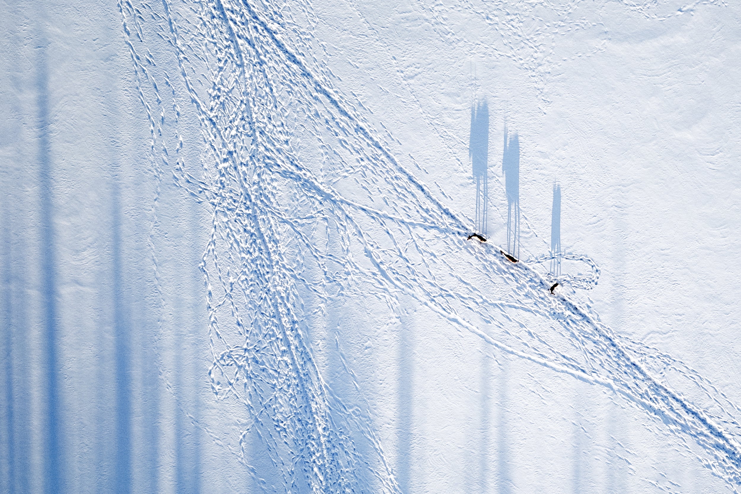 Migratory Caribou - Winter 114
