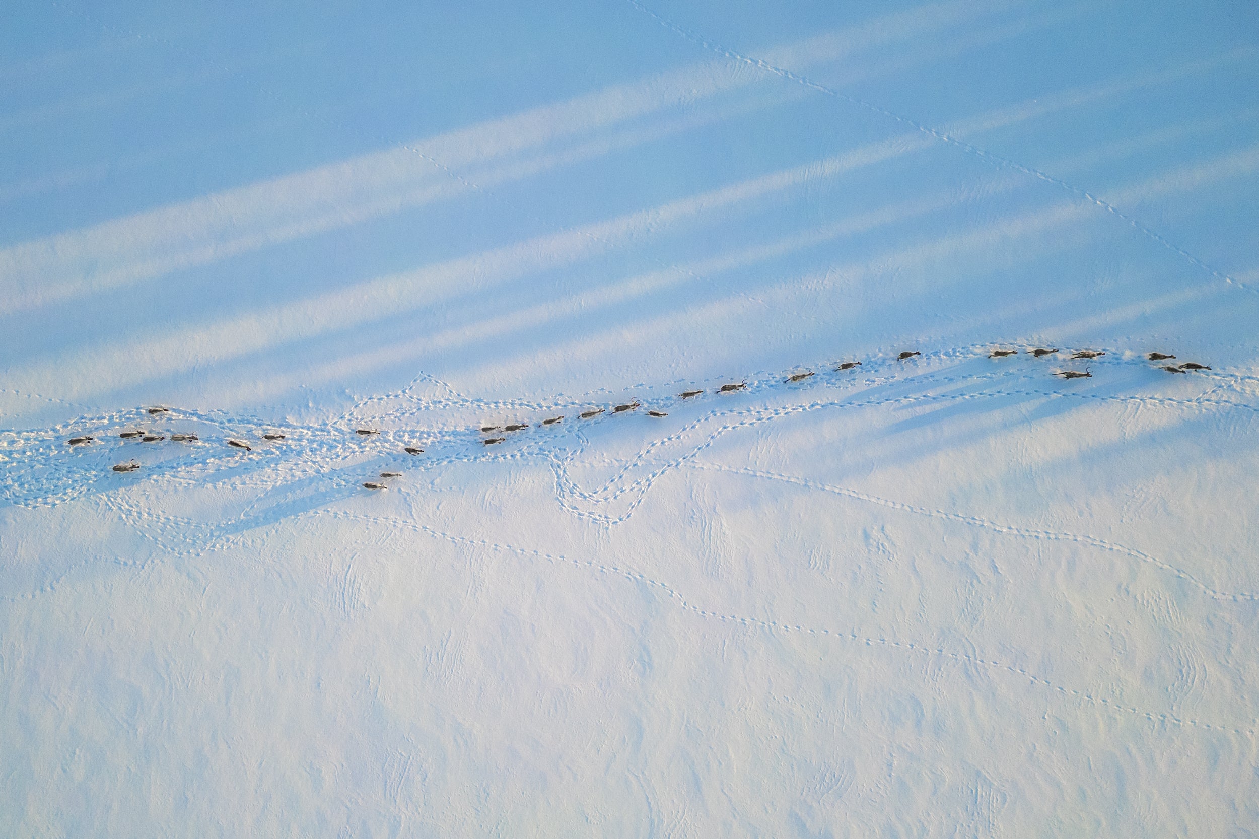 Migratory Caribou - Winter 115