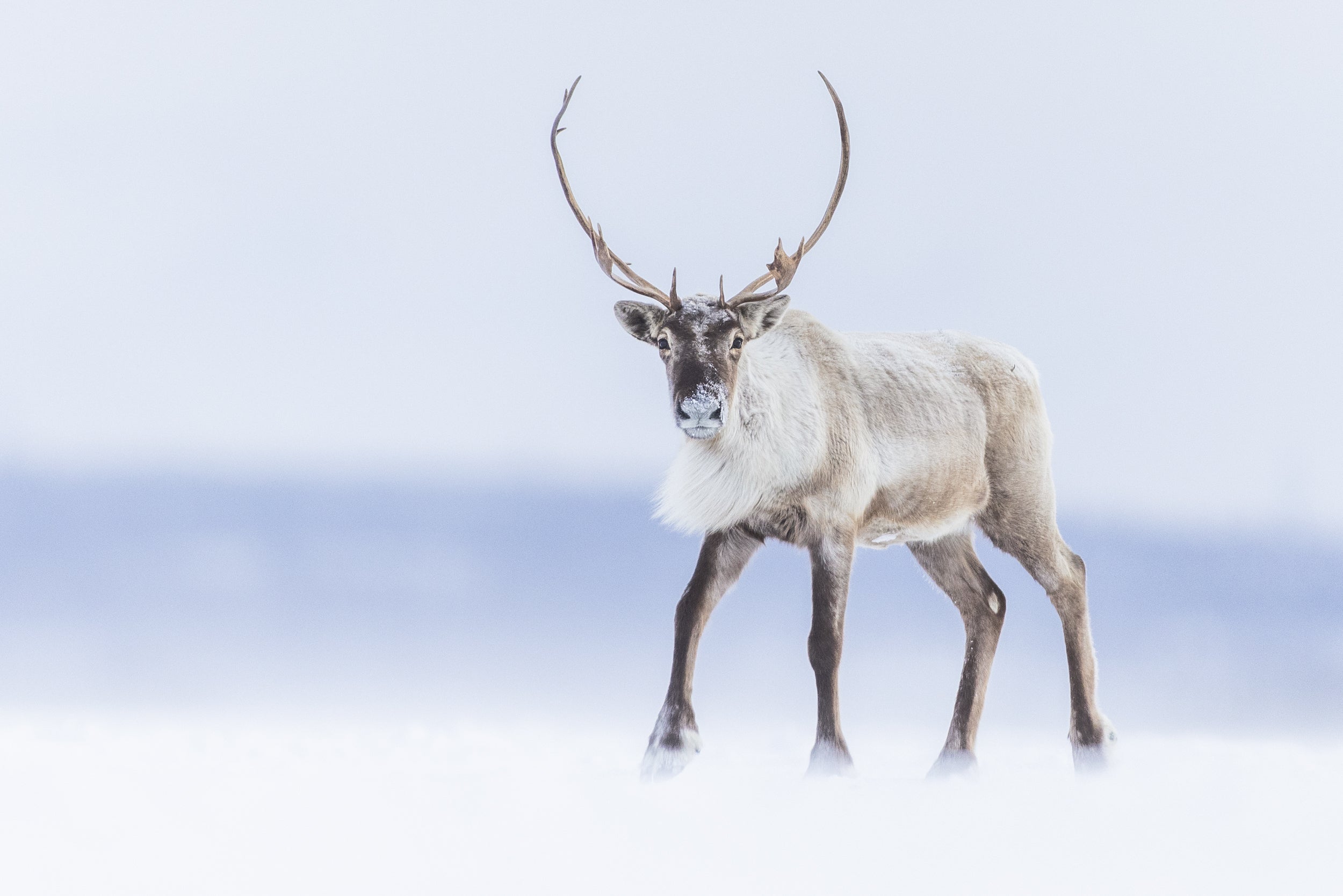 Caribou Tundra 122