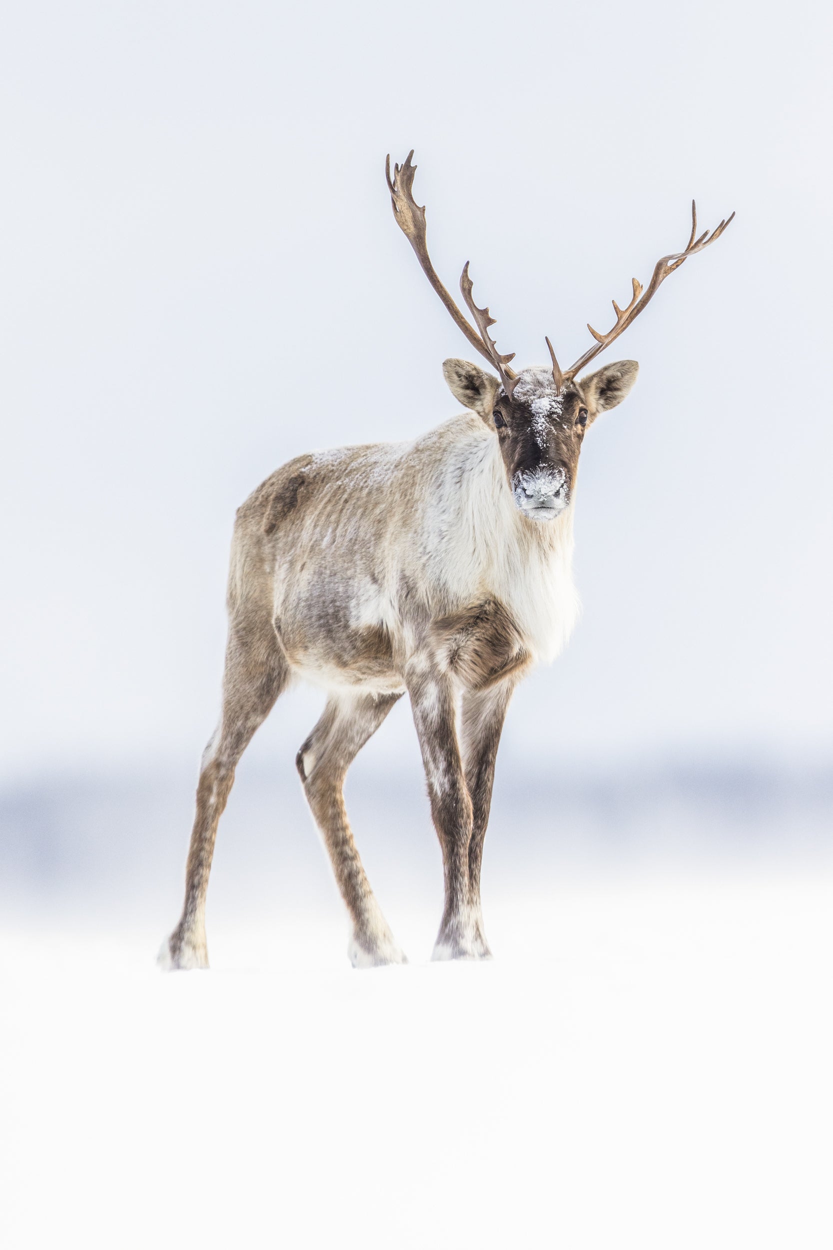Migratory Caribou - Winter 123