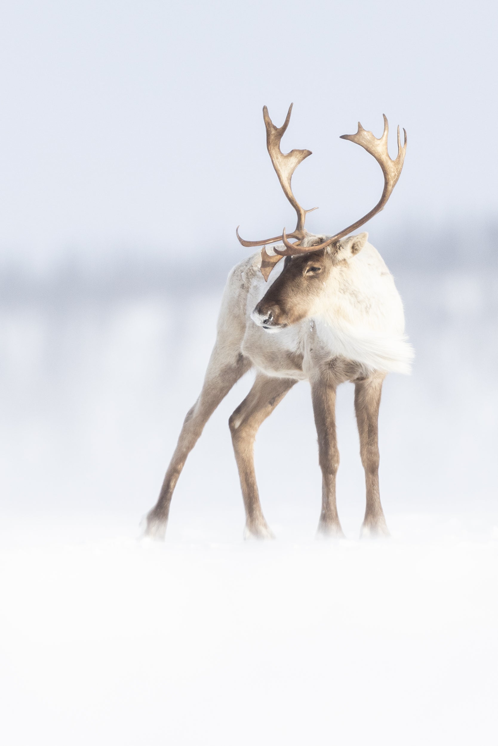 Migratory Caribou - Winter 130