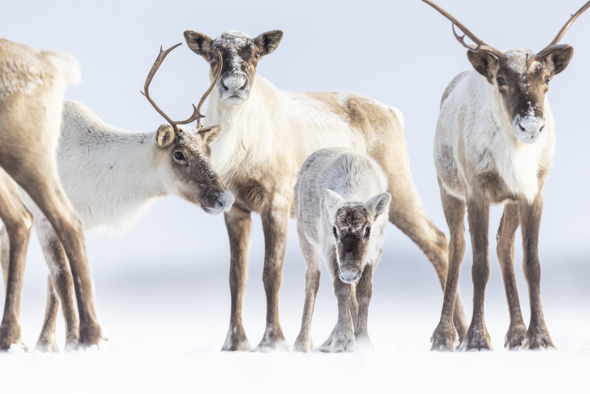 Migratory Caribou - Winter 131