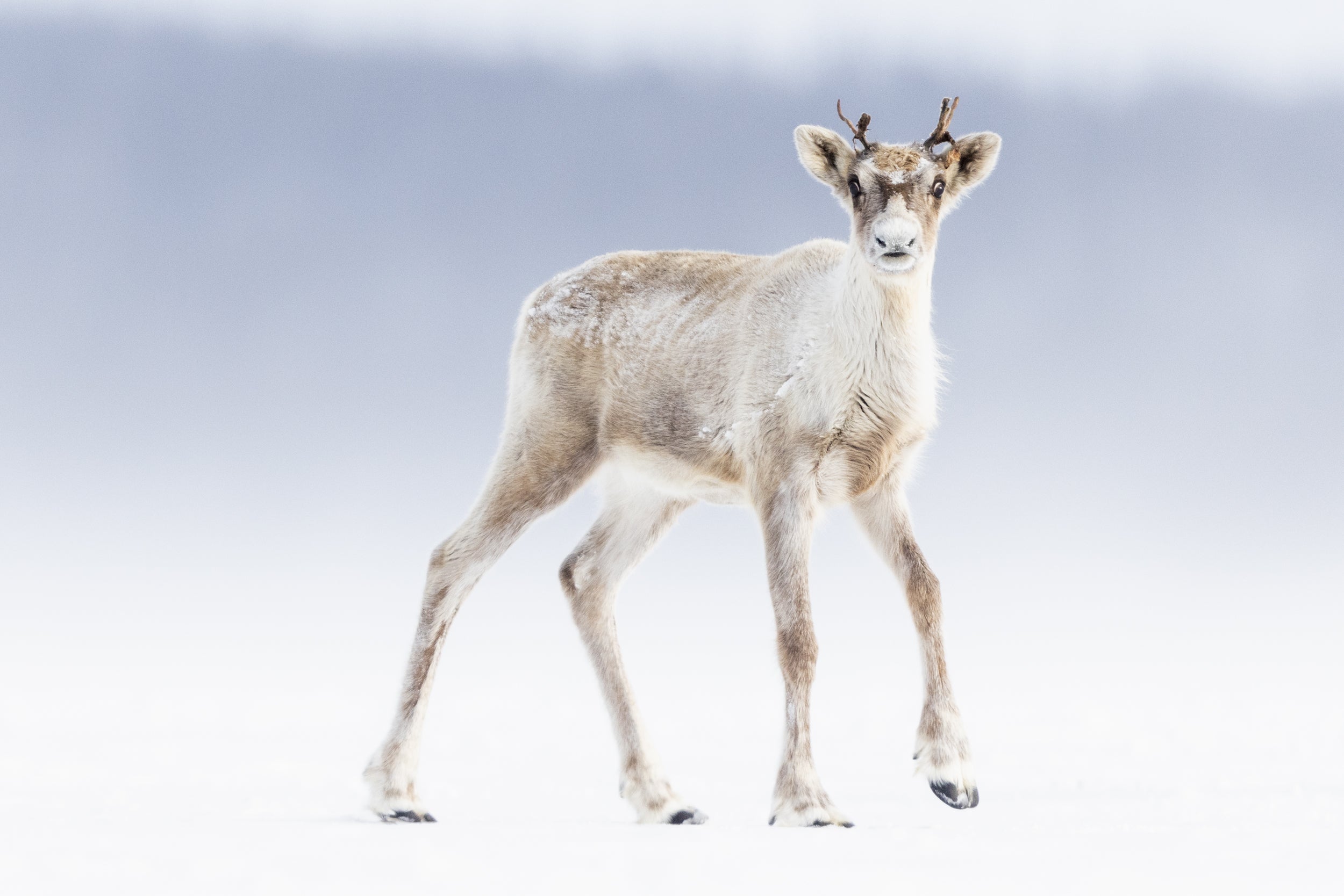 Migratory Caribou - Winter 135