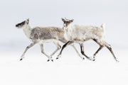 Caribou Tundra 136