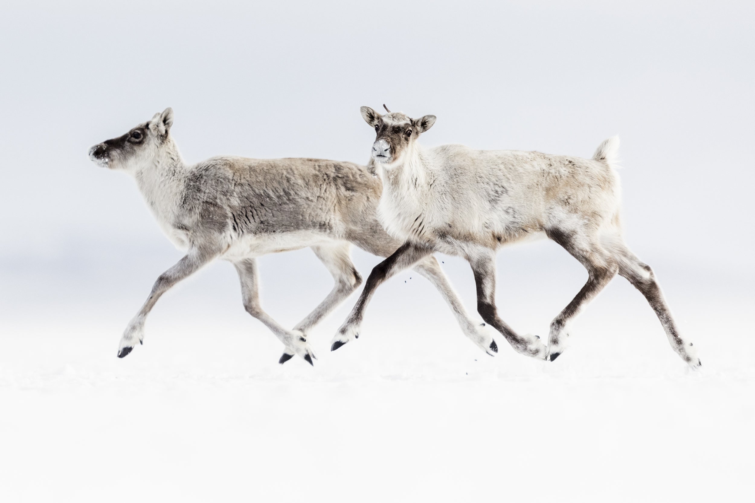 Caribou Tundra 136