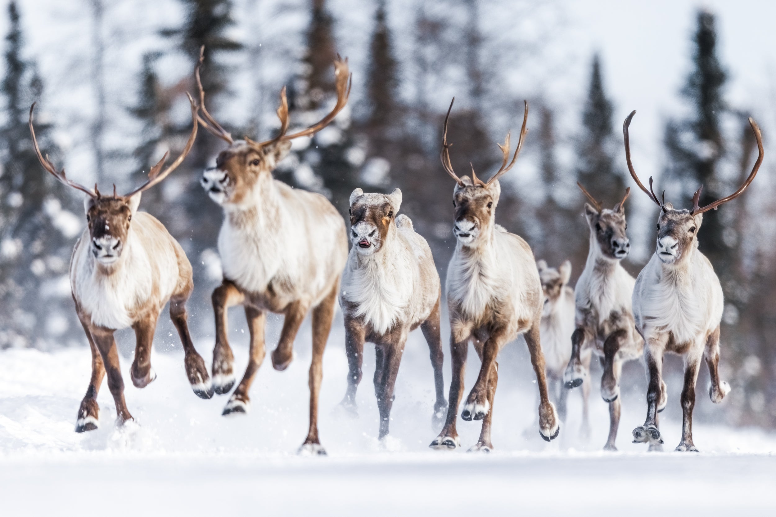 Migratory Caribou - Winter 137