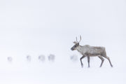 Migratory Caribou - Winter 139