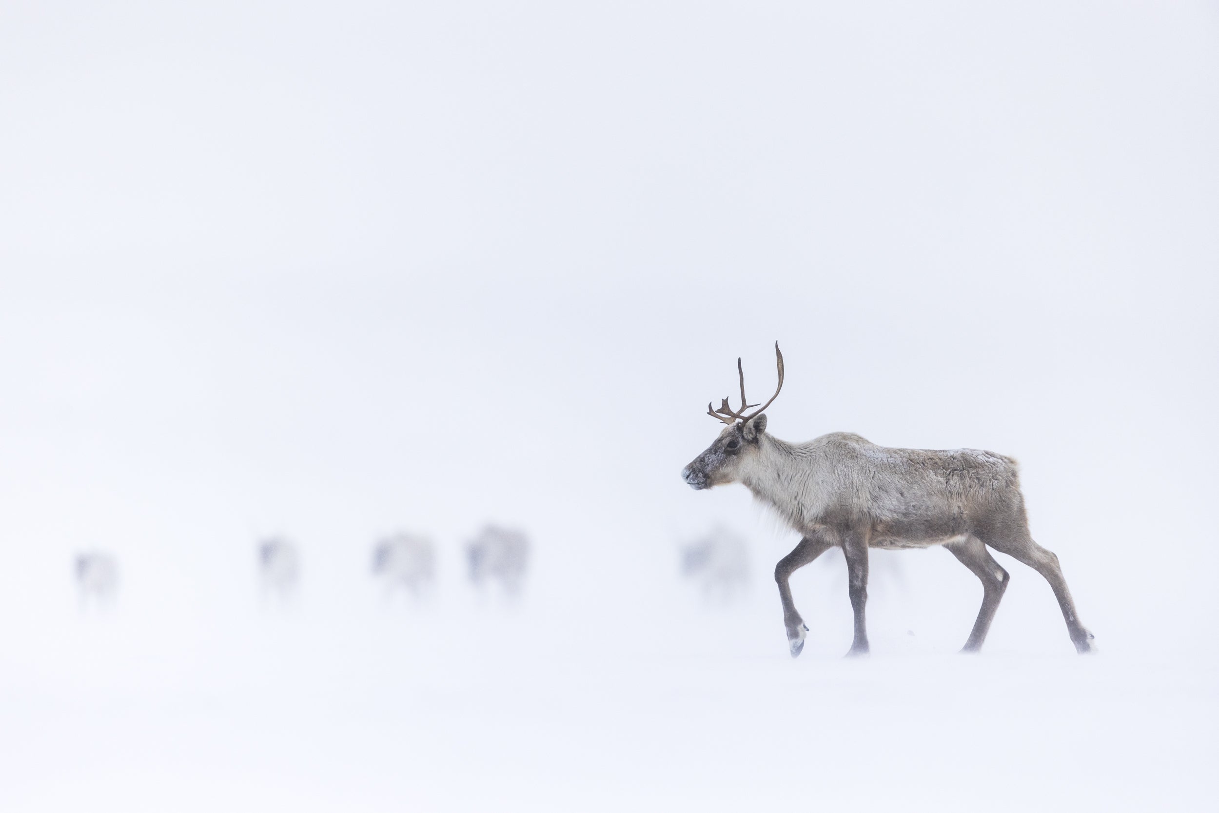 Migratory Caribou - Winter 139