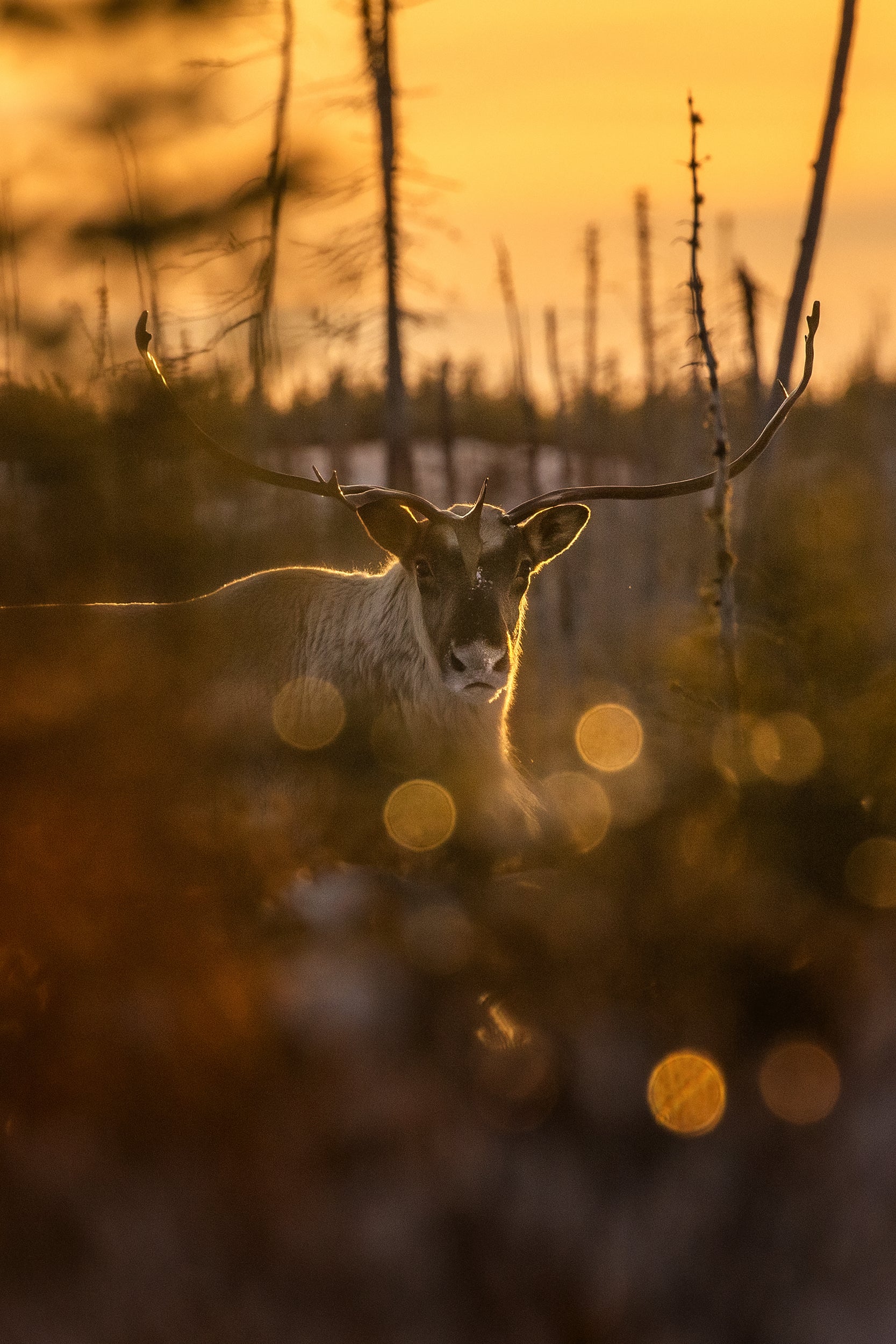 Migratory Caribou - Winter 014