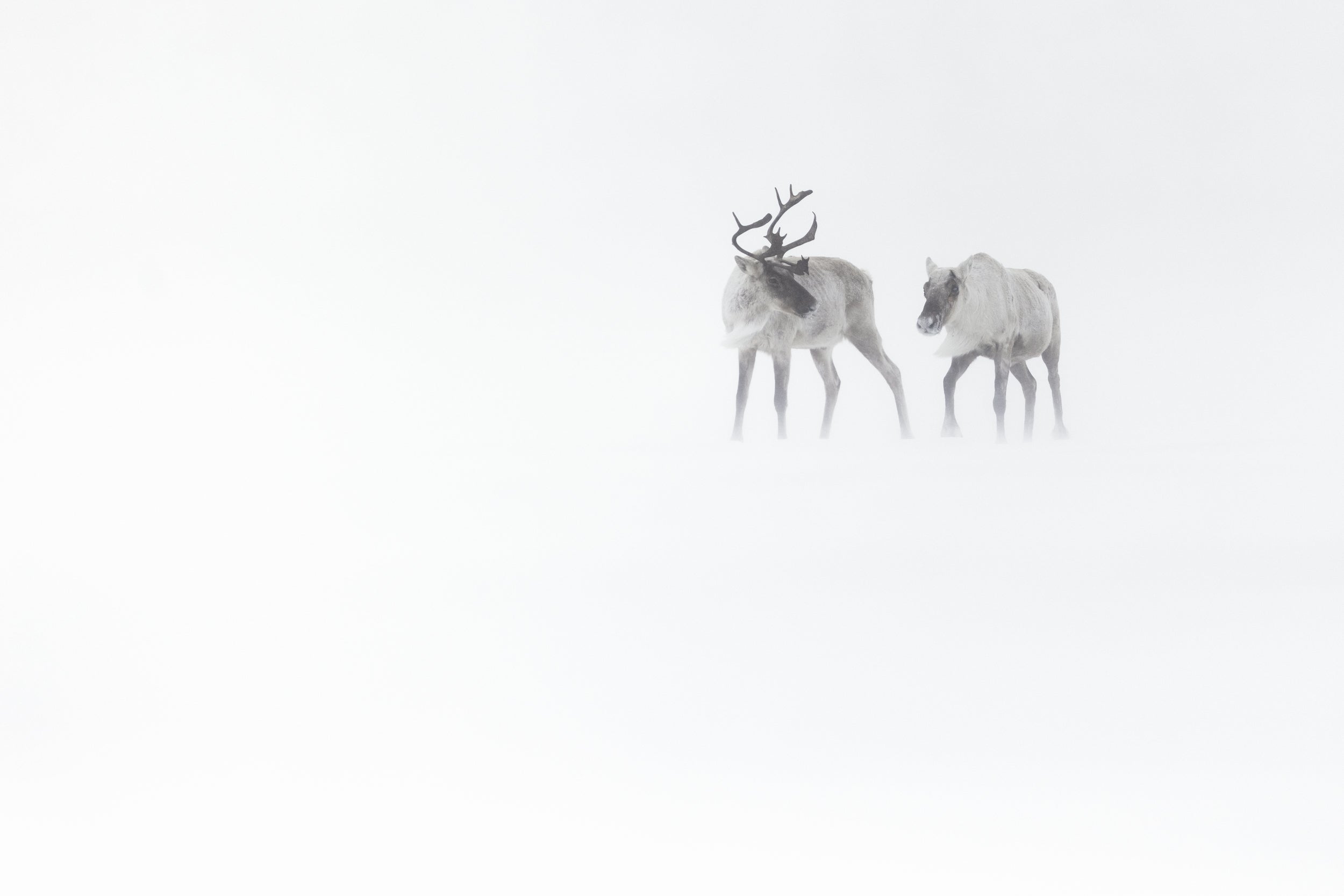 Caribou Tundra 141