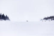 Caribou migrateur - Hiver 145