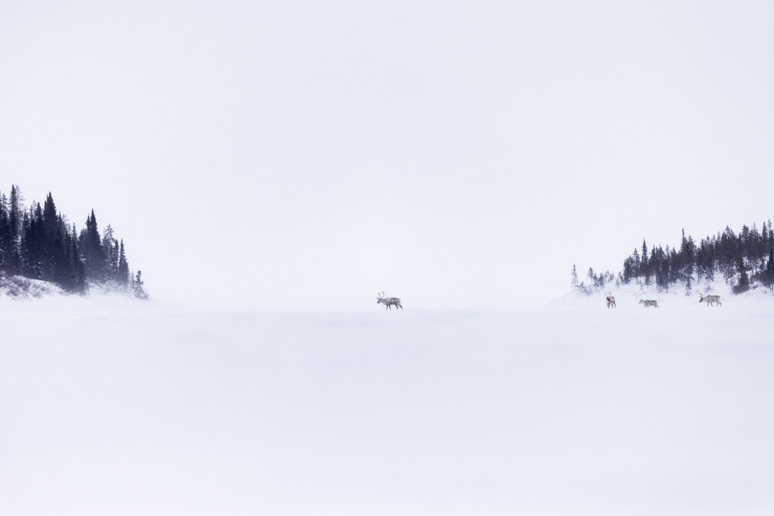 Migratory Caribou - Winter 145