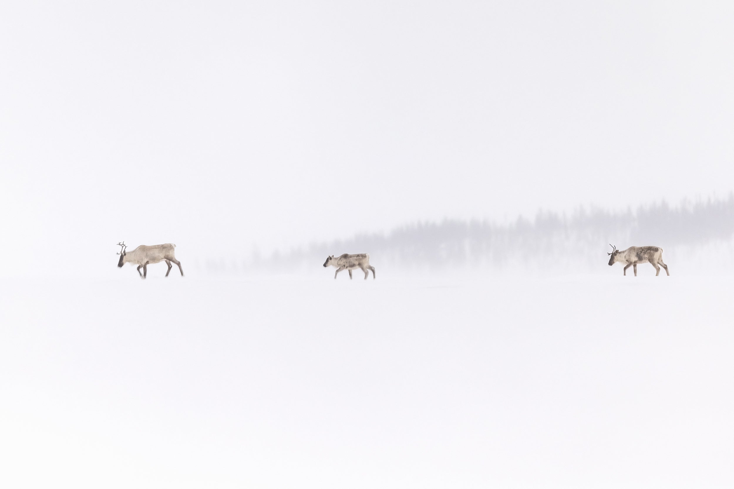 Caribou Tundra 147