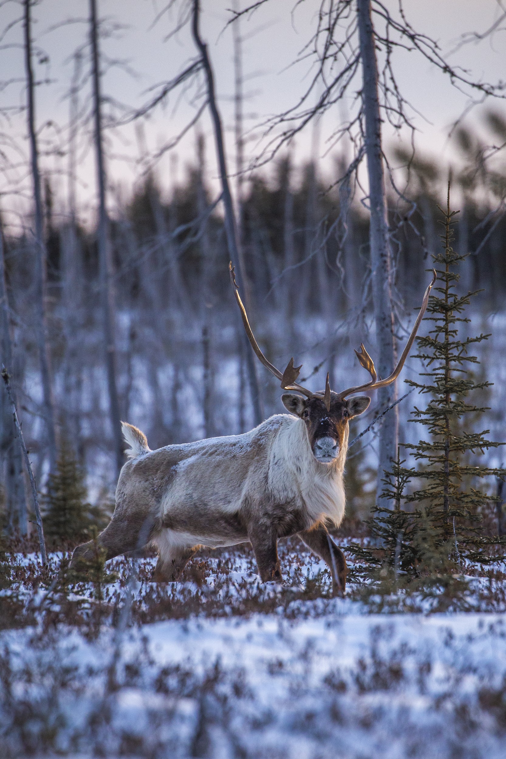 Migratory Caribou - Winter 015