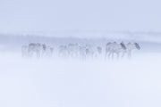 Migratory Caribou - Winter 150