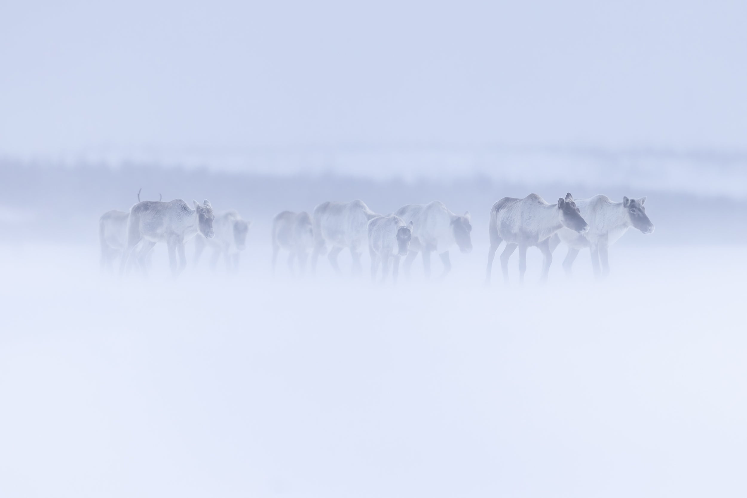 Migratory Caribou - Winter 150