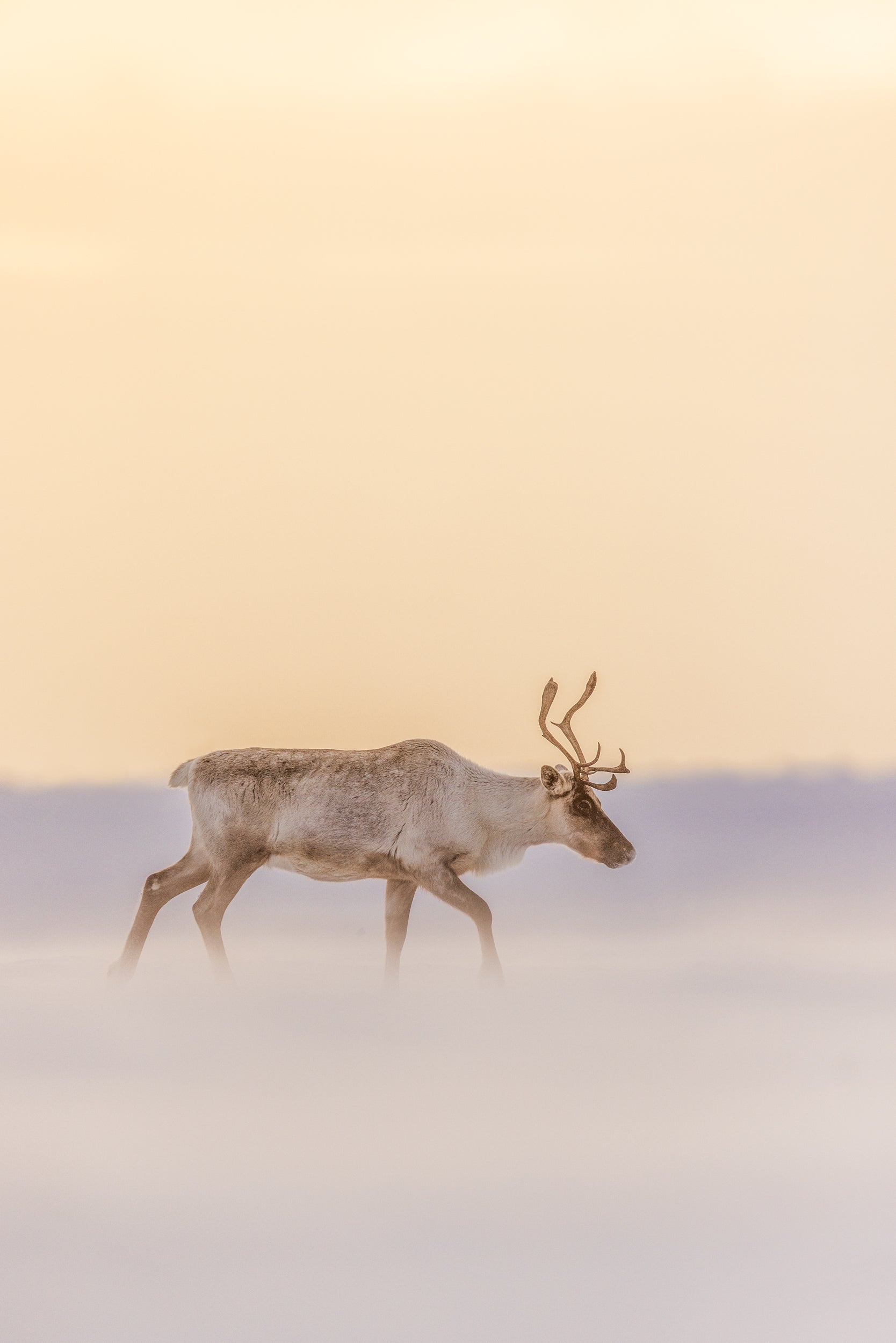 Migratory Caribou - Winter 151