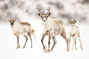 Caribou Tundra 153