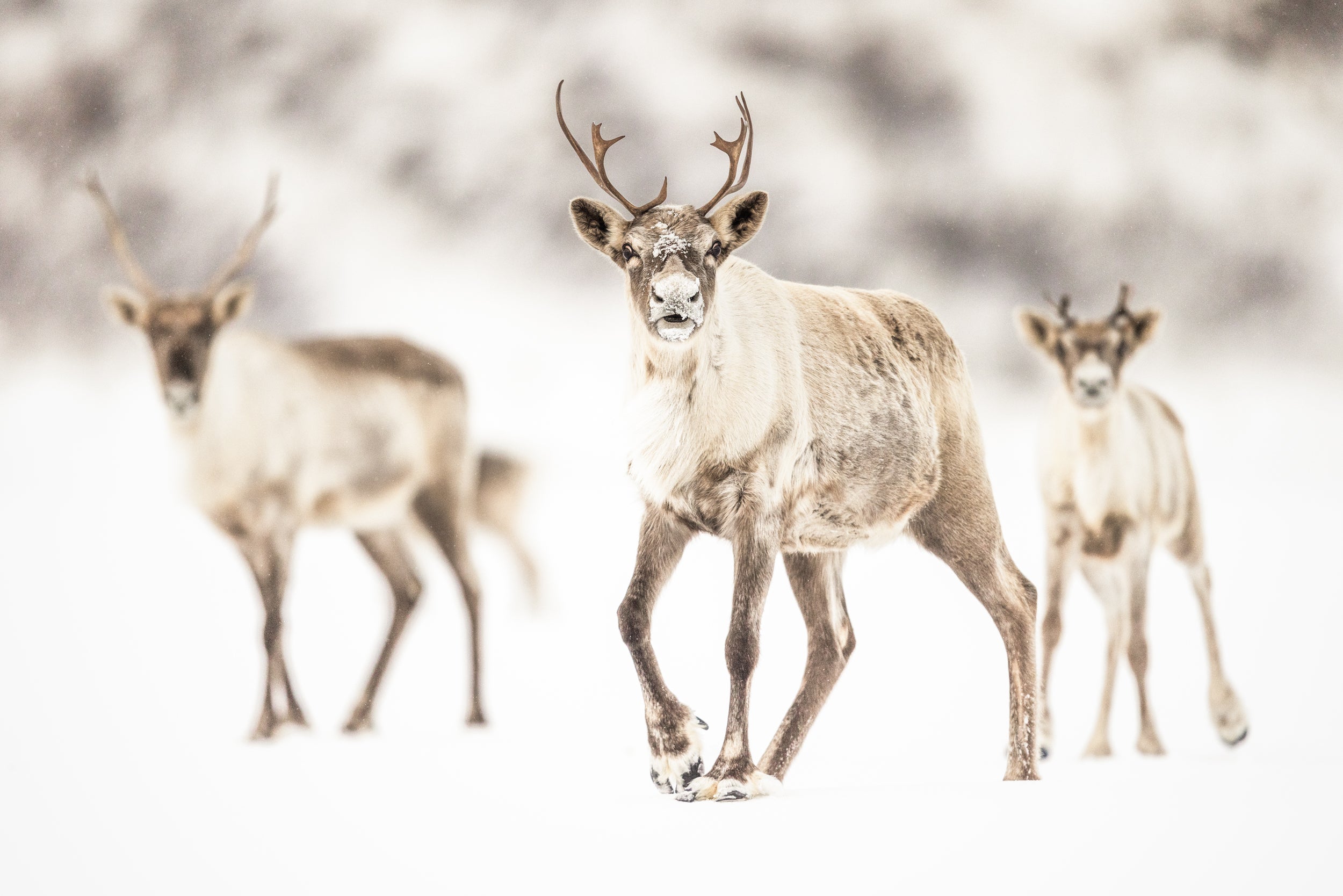 Caribou Tundra 153
