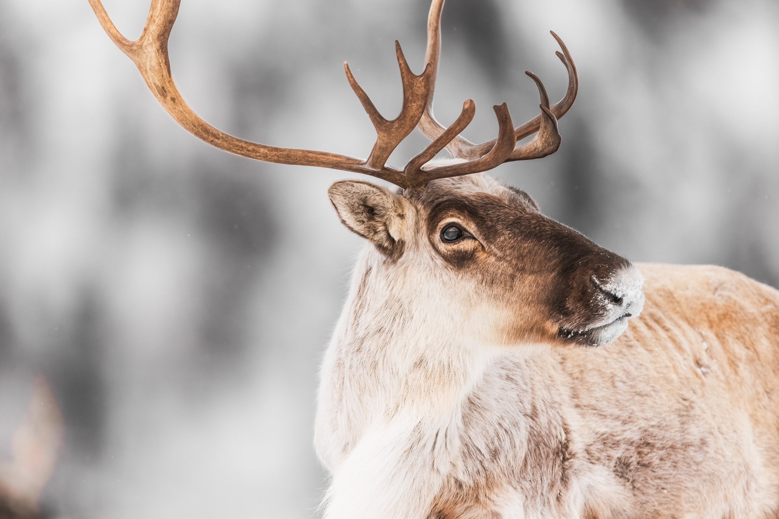 Migratory Caribou - Winter 155