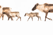 Migratory Caribou - Winter 156