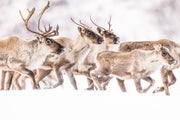 Migratory Caribou - Winter 157