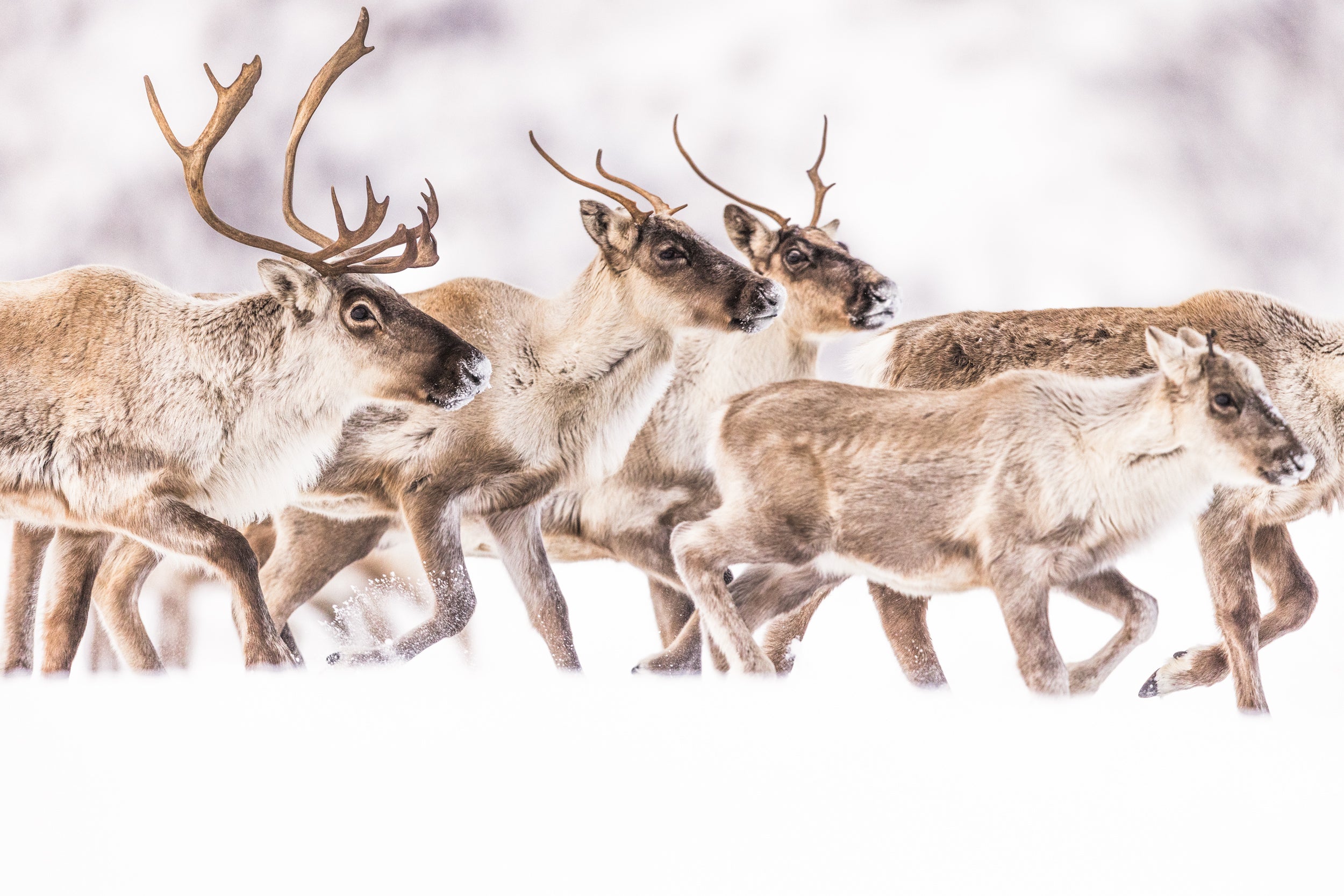 Migratory Caribou - Winter 157
