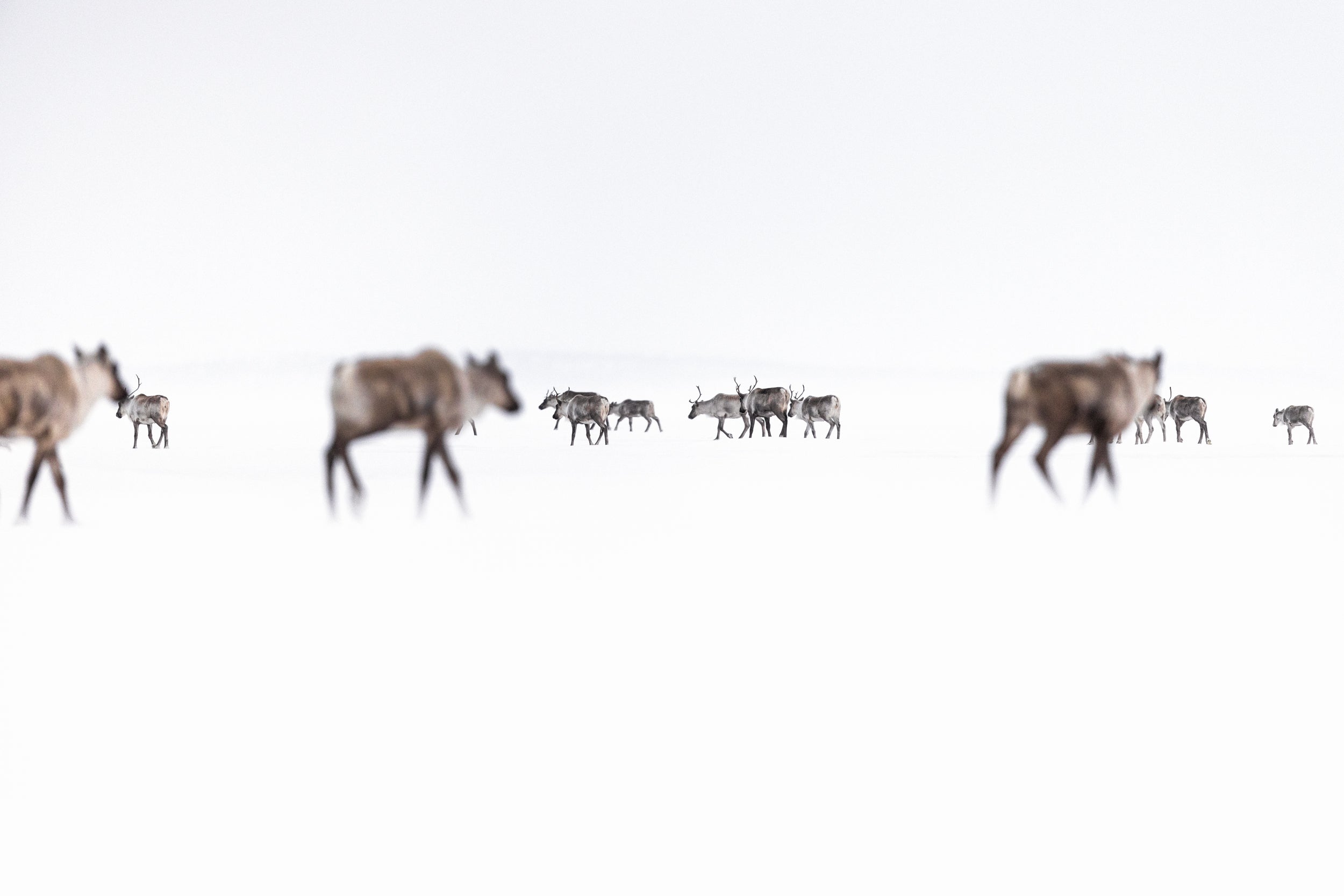 Caribou Tundra 159