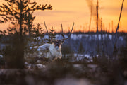 Migratory Caribou - Winter 016