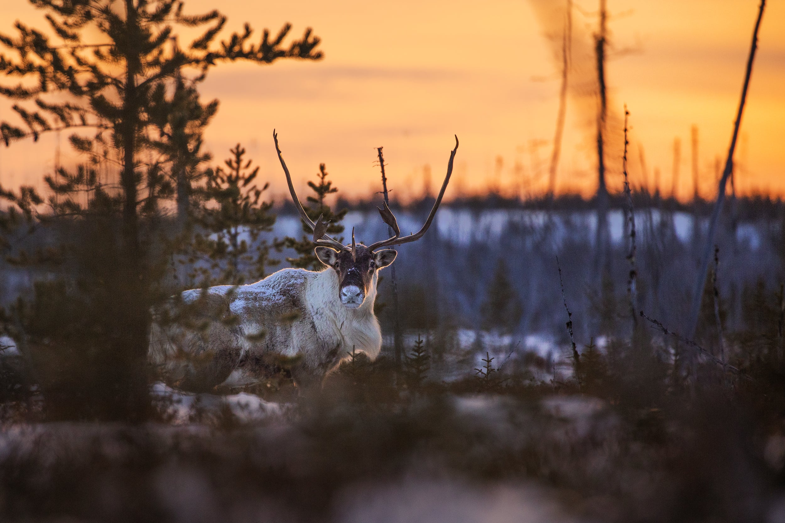 Migratory Caribou - Winter 016