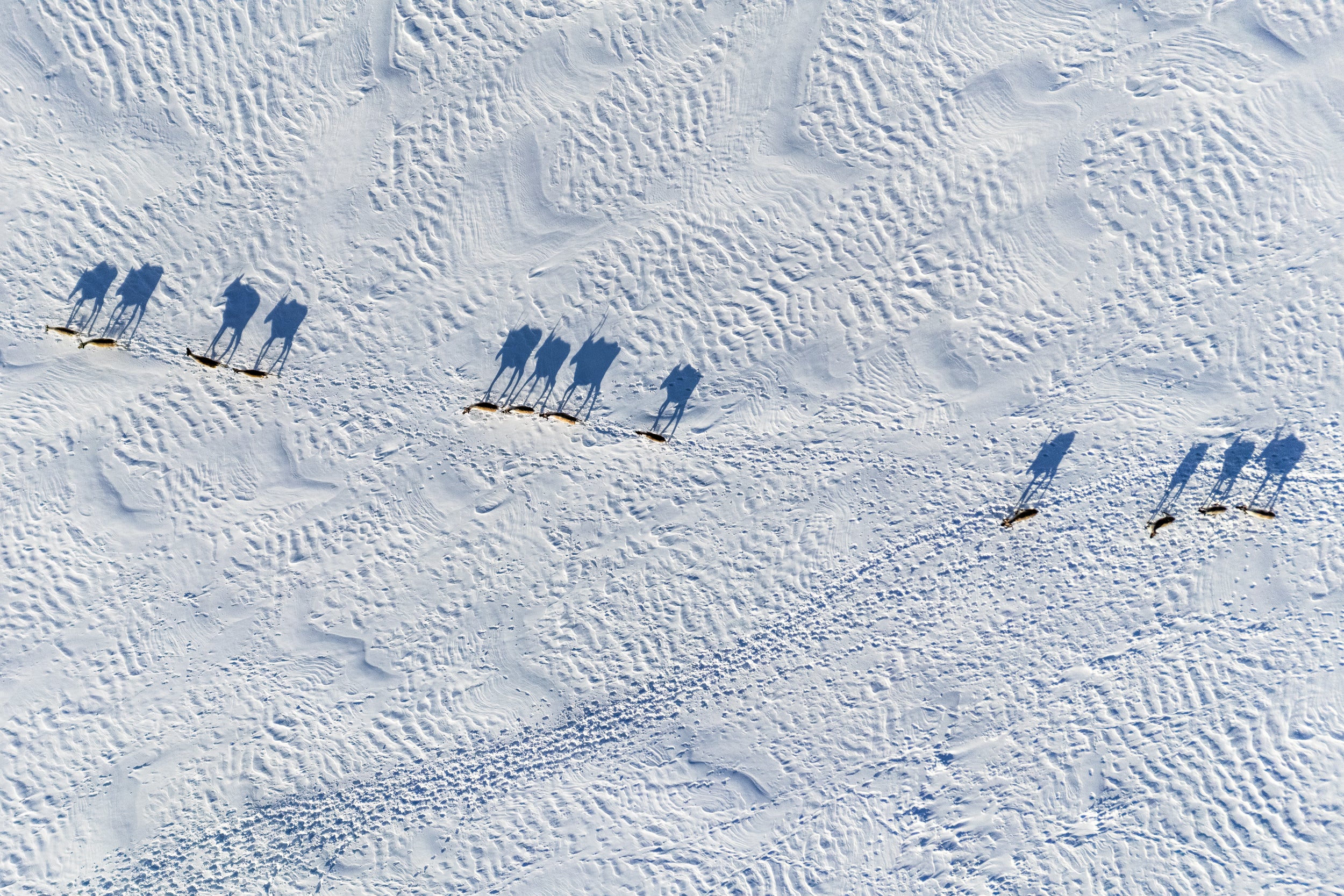 Caribou Tundra 165