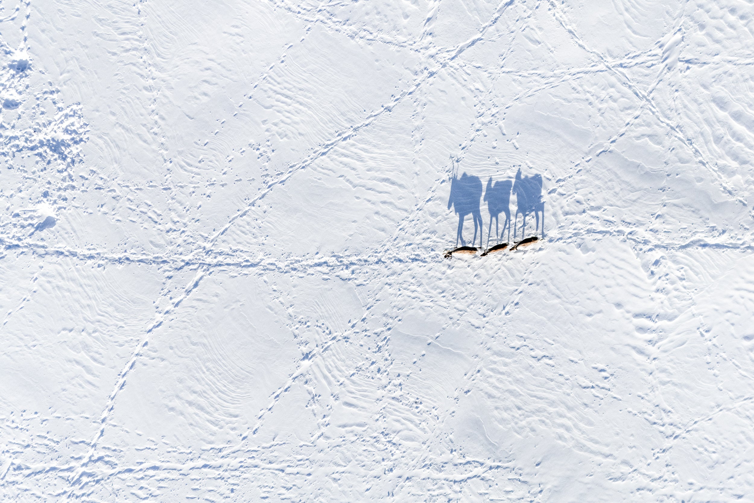 Migratory Caribou - Winter 166