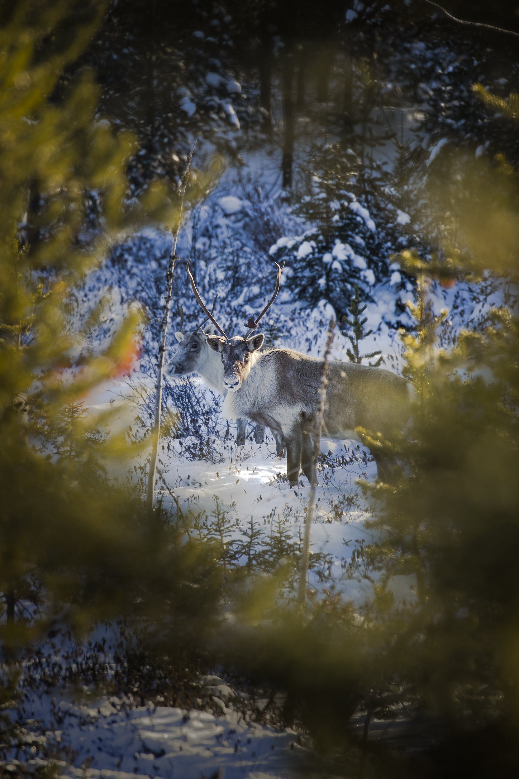 Caribou Tundra 21
