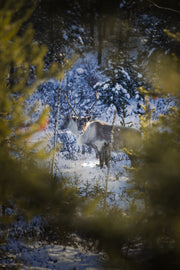 Caribou Toundra 21