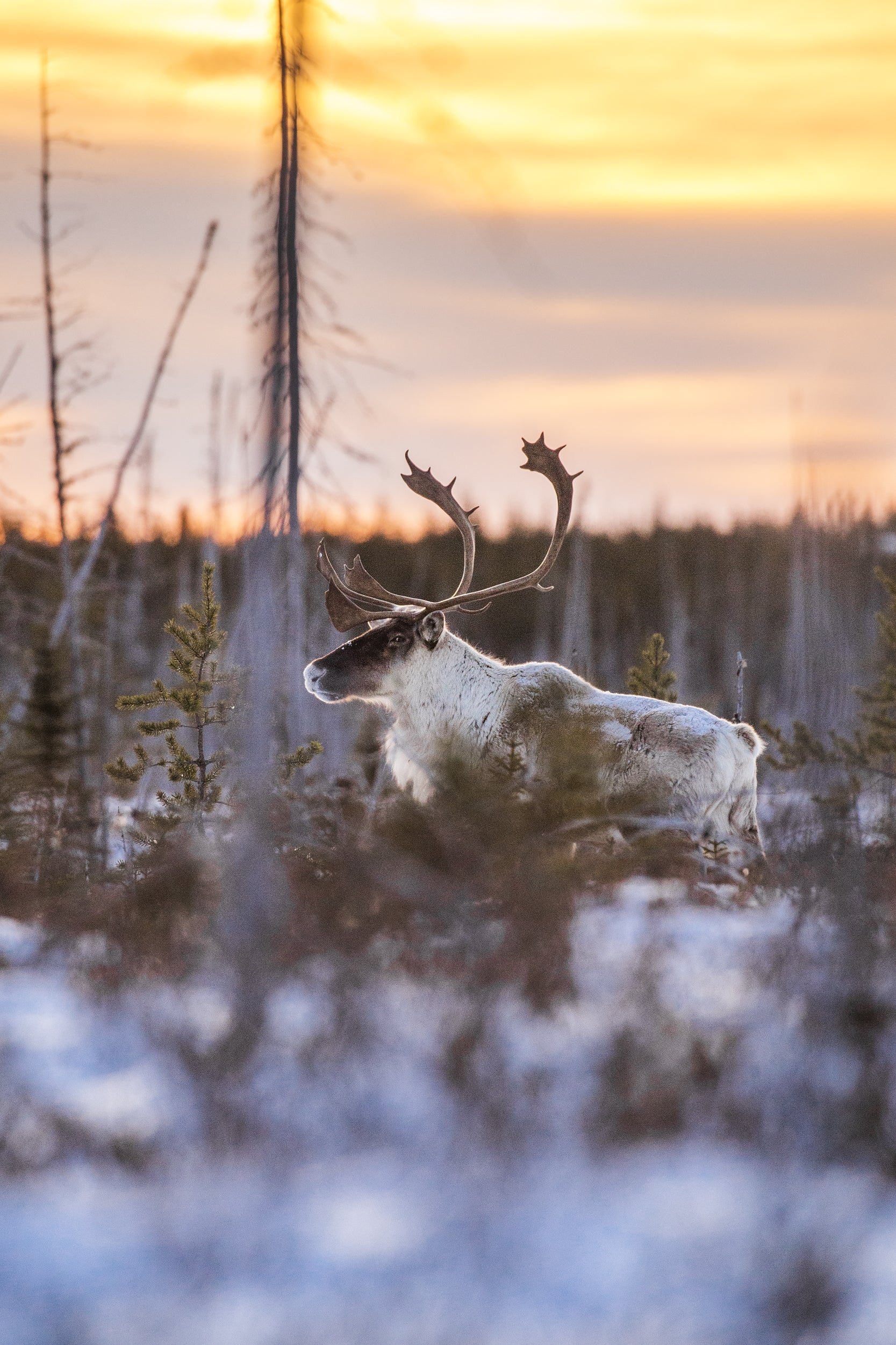 Migratory Caribou - Winter 022