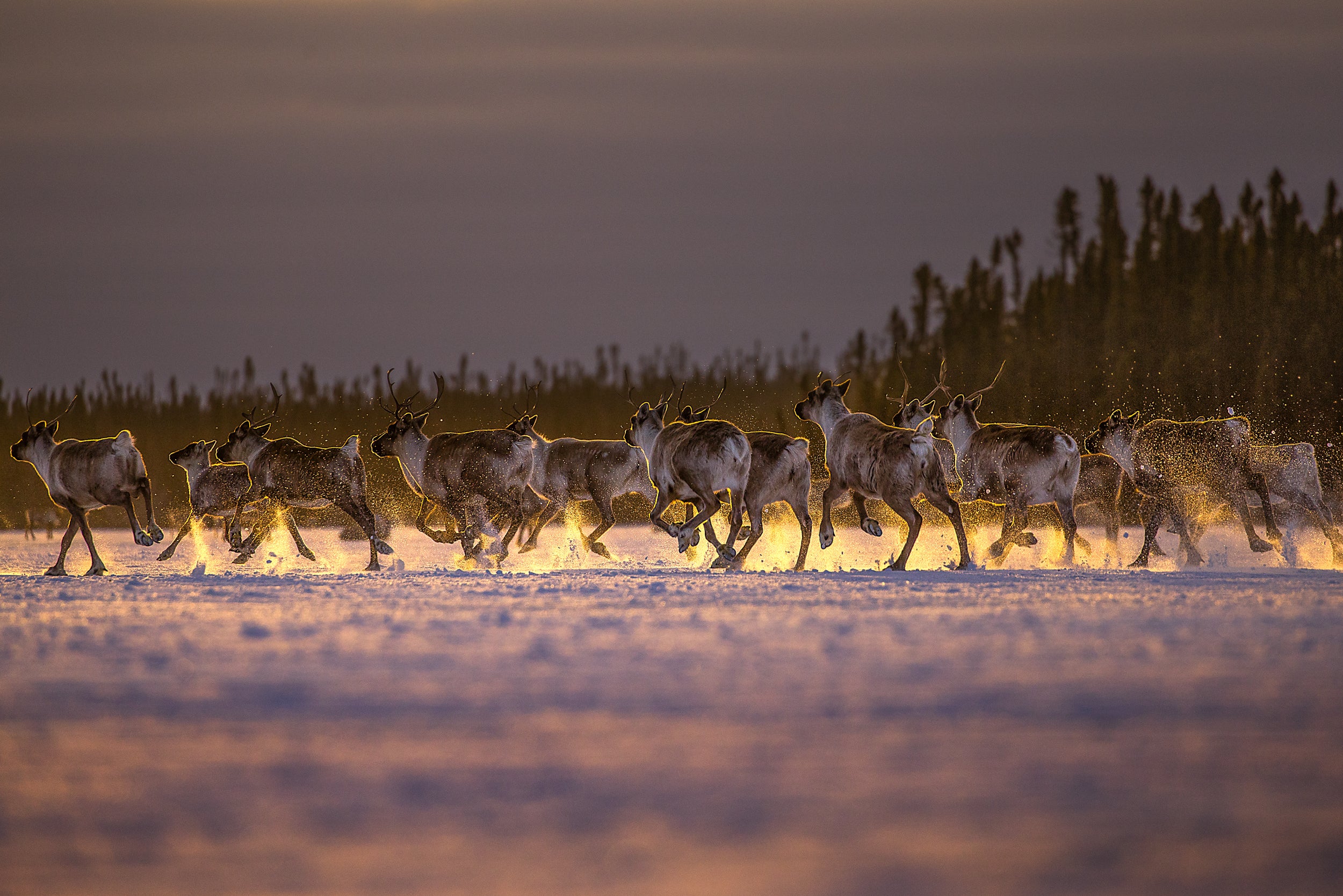 Migratory Caribou - Winter 25