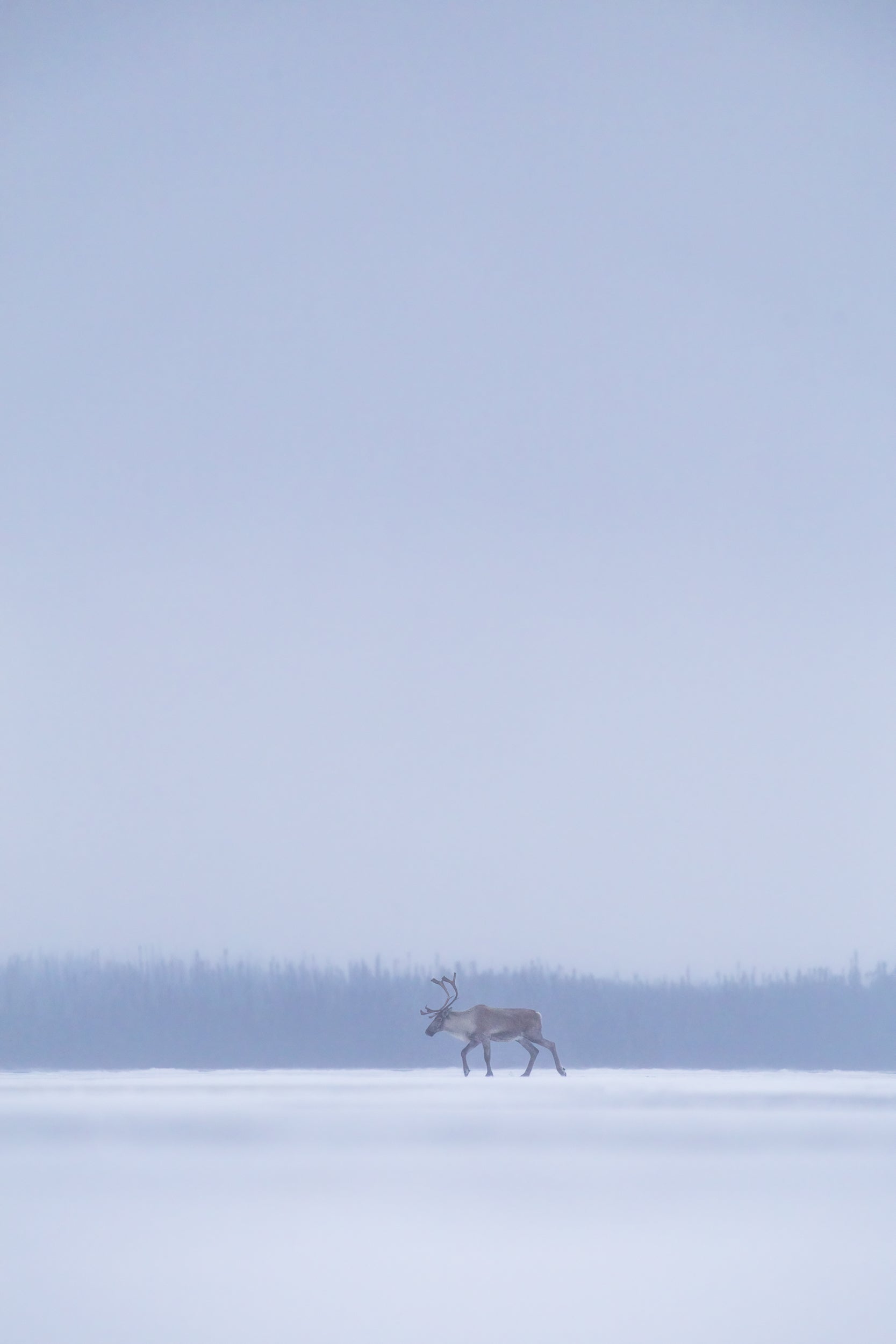 Caribou Tundra 29