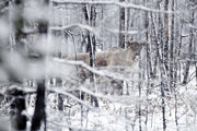 Migratory Caribou - Winter 030