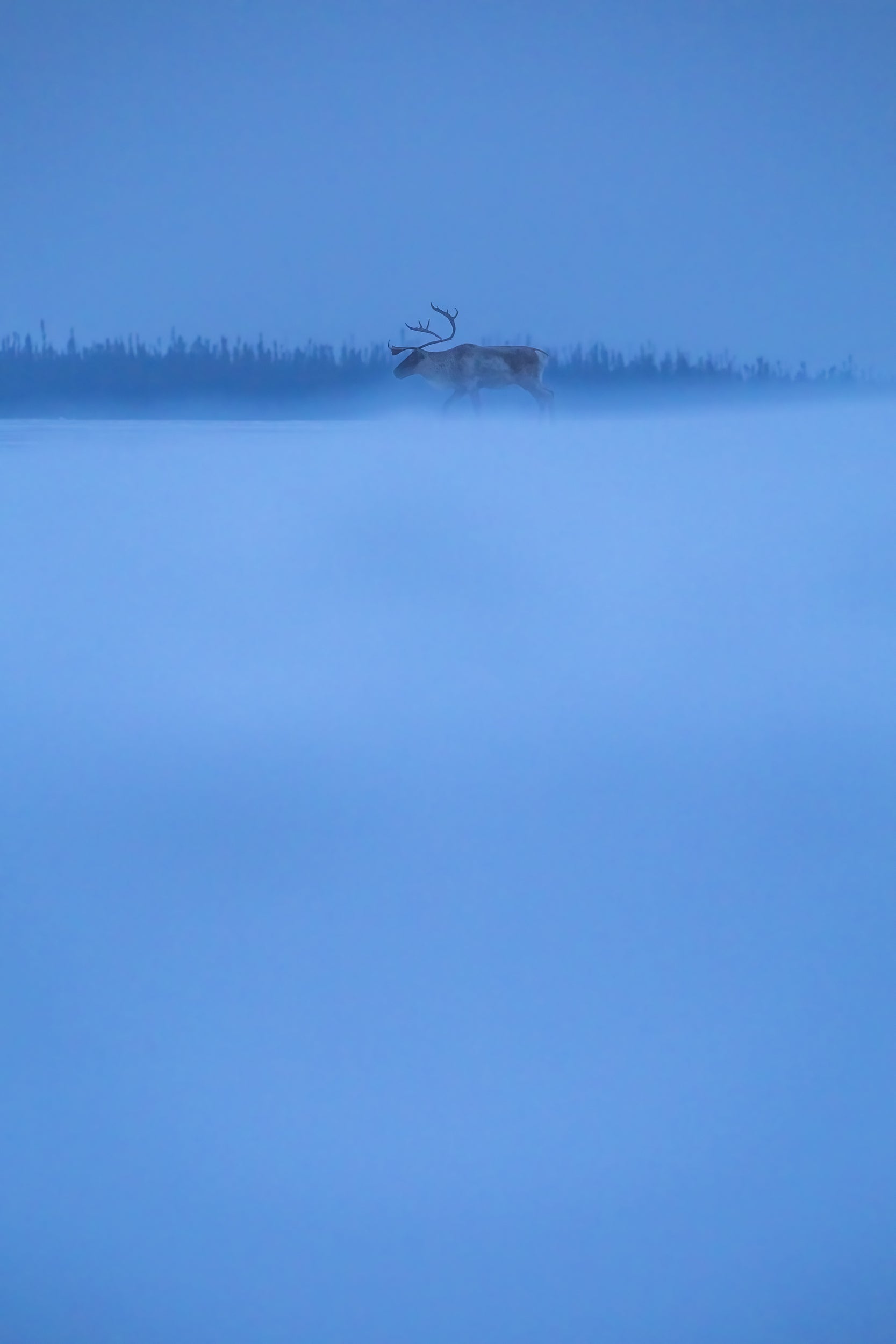 Migratory Caribou - Winter 034