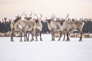 Migratory Caribou - Winter 035