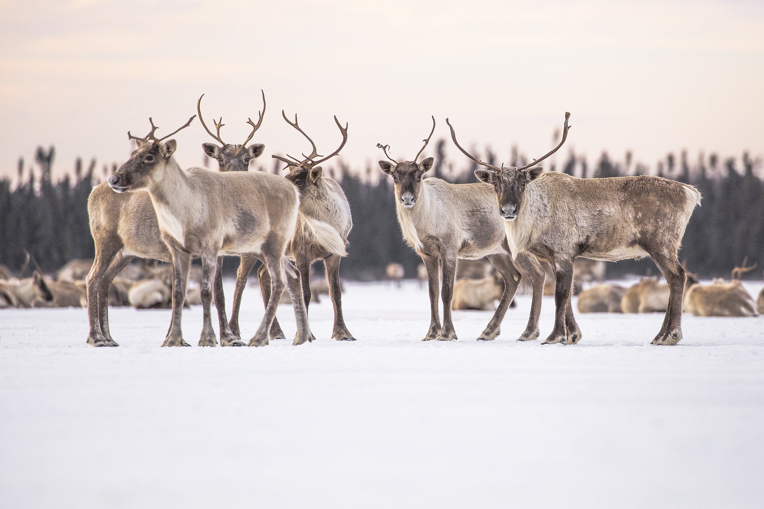 Migratory Caribou - Winter 035