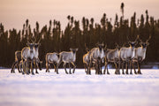 Migratory Caribou - Winter 036