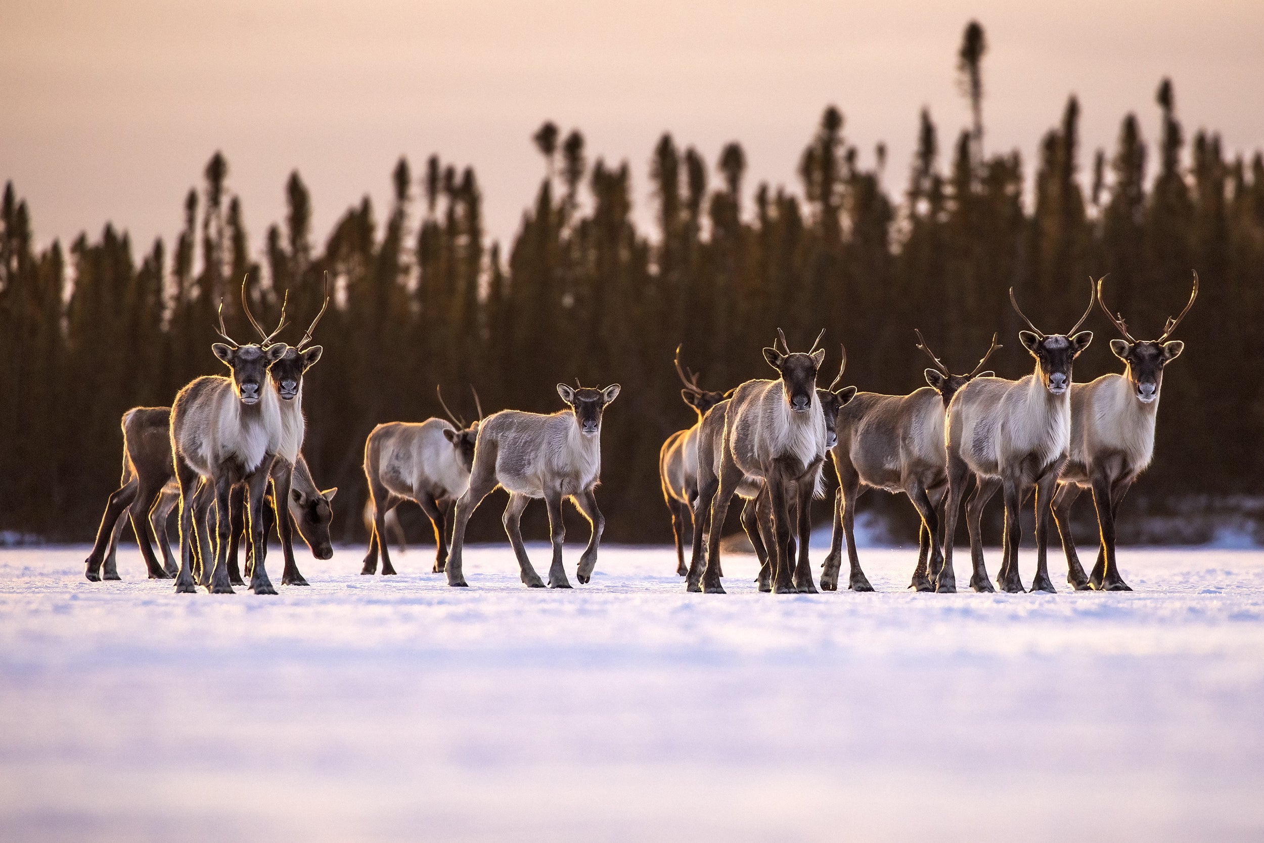 Migratory Caribou - Winter 036