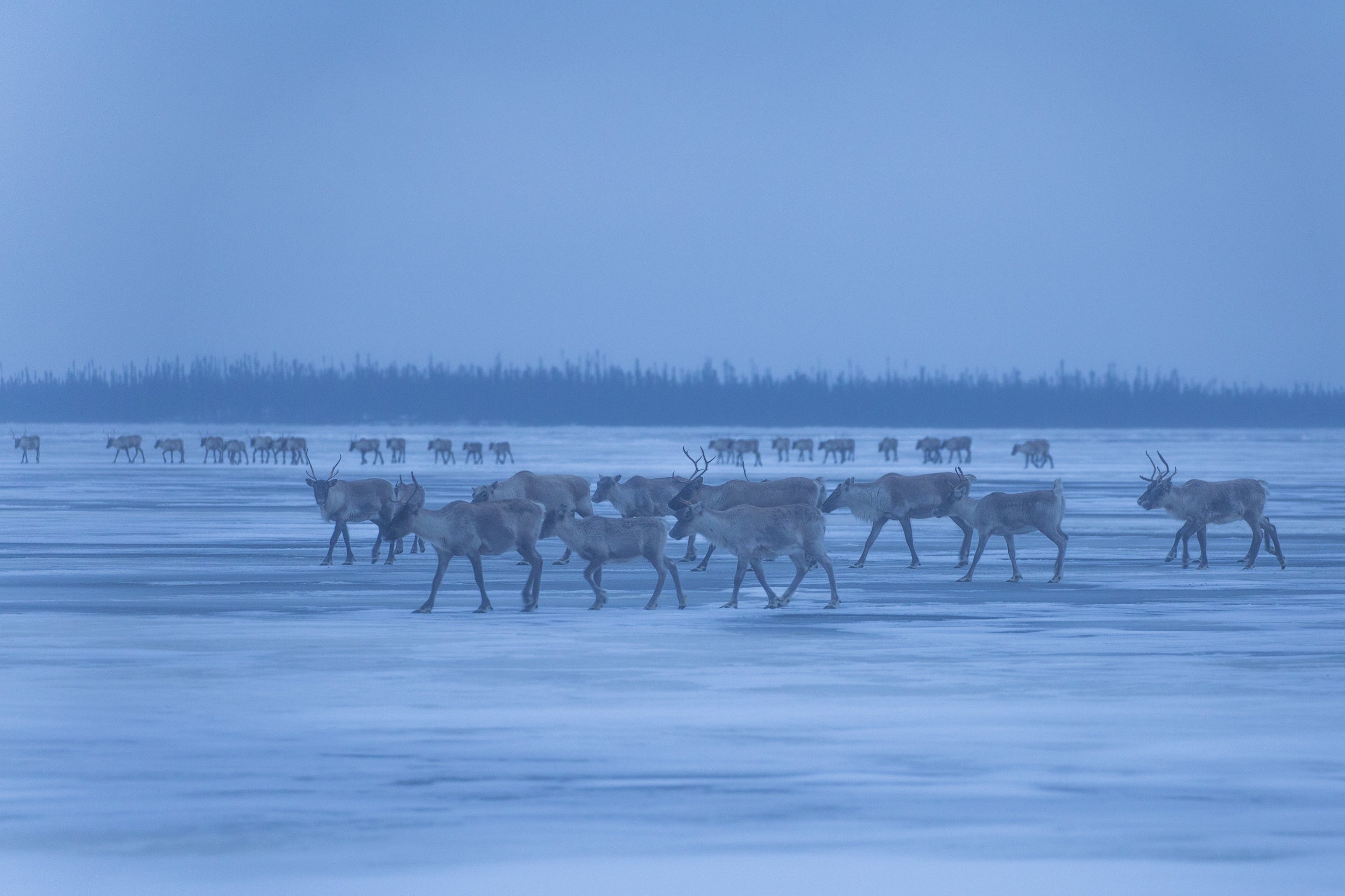 Caribou Tundra 39