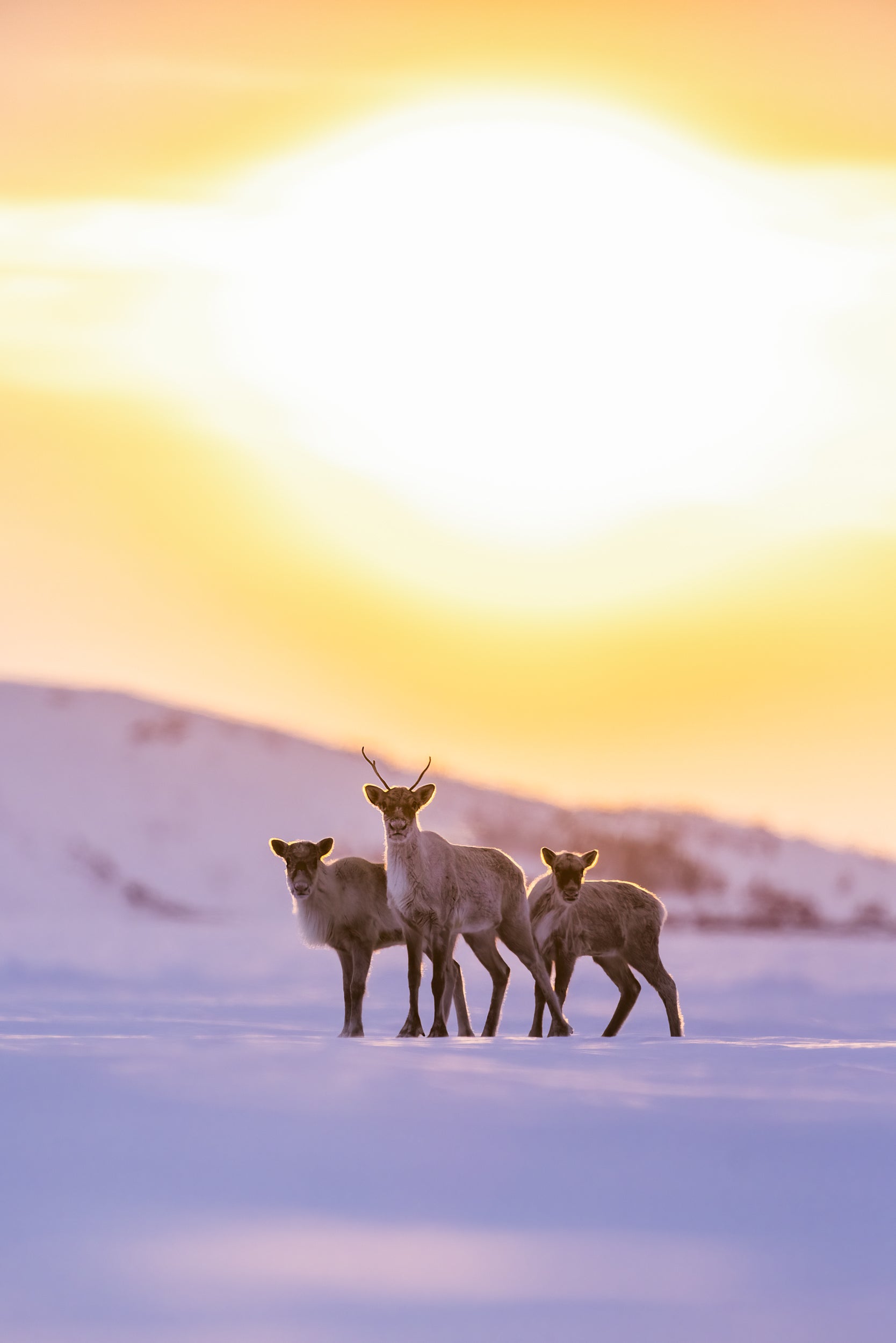 Migratory Caribou - Winter 040